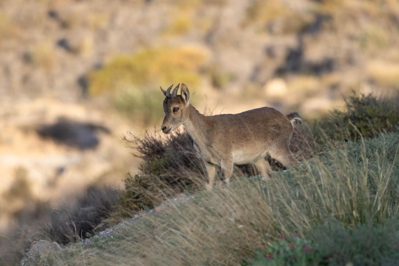 Cortijo El Albaricoque De La Sierra - Finca De 75 Hectareas ! Нихар Экстерьер фото