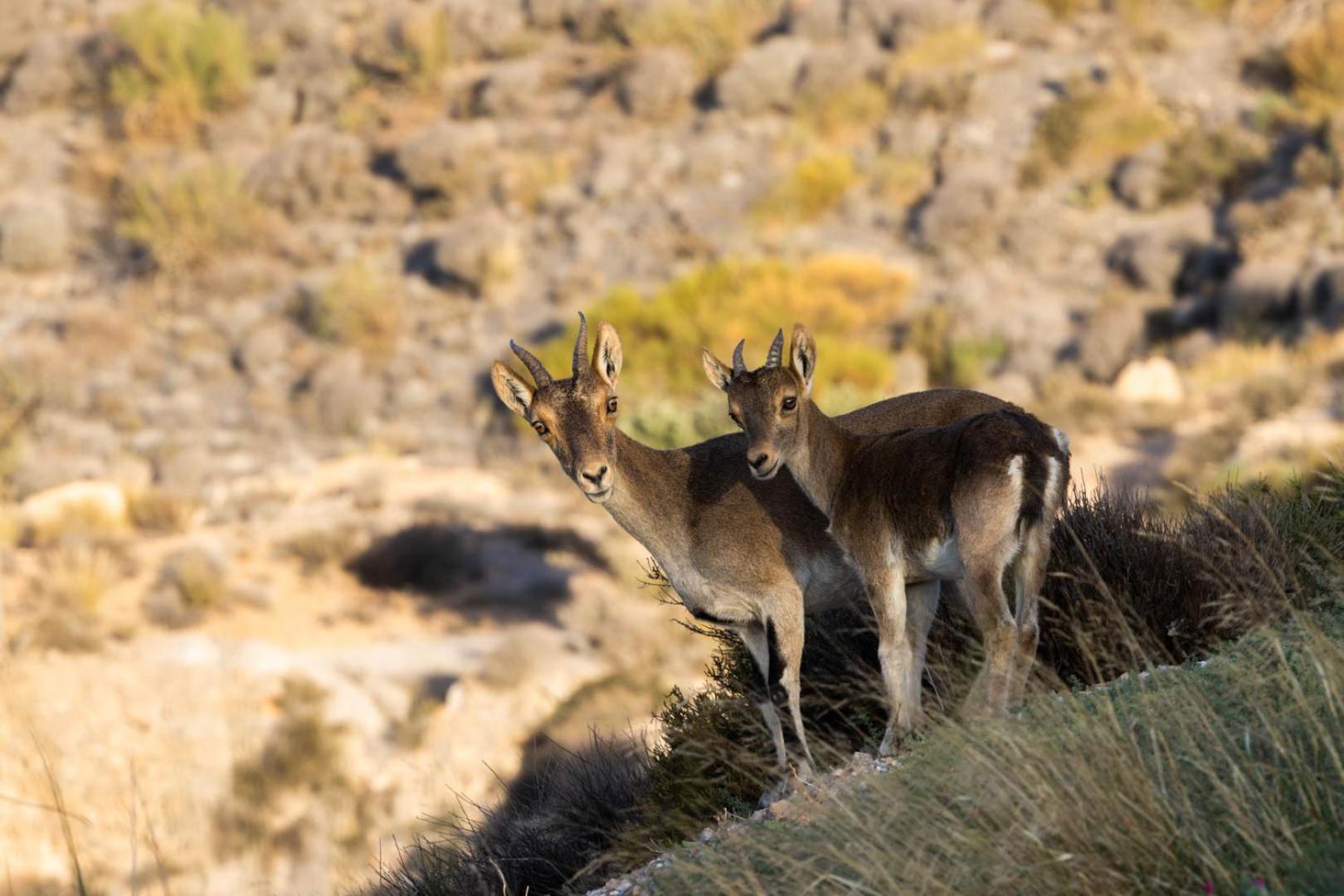 Cortijo El Albaricoque De La Sierra - Finca De 75 Hectareas ! Нихар Экстерьер фото